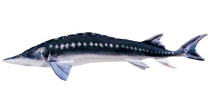 Gaby Fish Pillows Monster