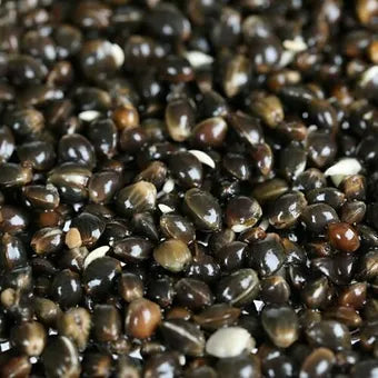 Hemp seed Prepared ready for fishing